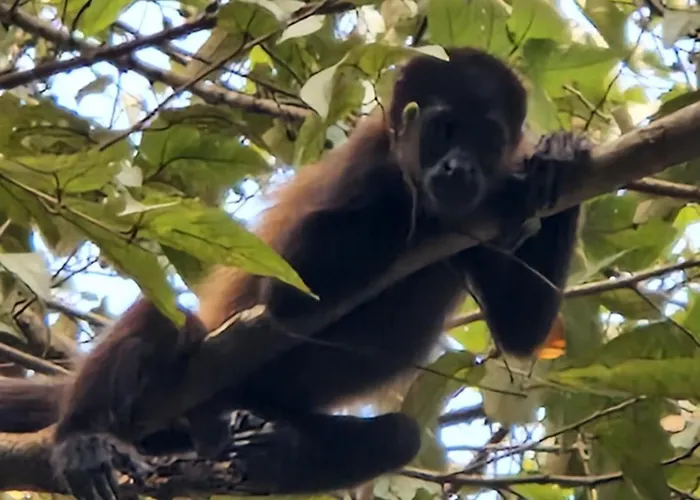 Hébergement de vacances Jungle 5 Sámara